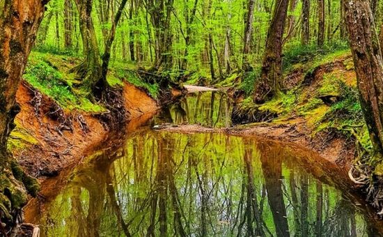 GÜNÜBİRLİK DUPNİSA İĞNEADA LONGOZ ORMANLARI TURU 2 AĞUSTOS 2025