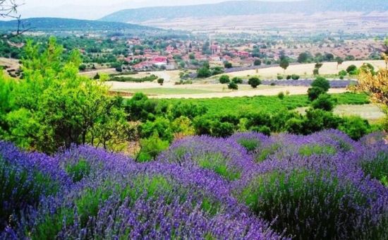 ISPARTA LAVANTA TARLALARI,SALDA GÖLÜ ve PAMUKKALE TURU 03-05 TEMMUZ 2026
