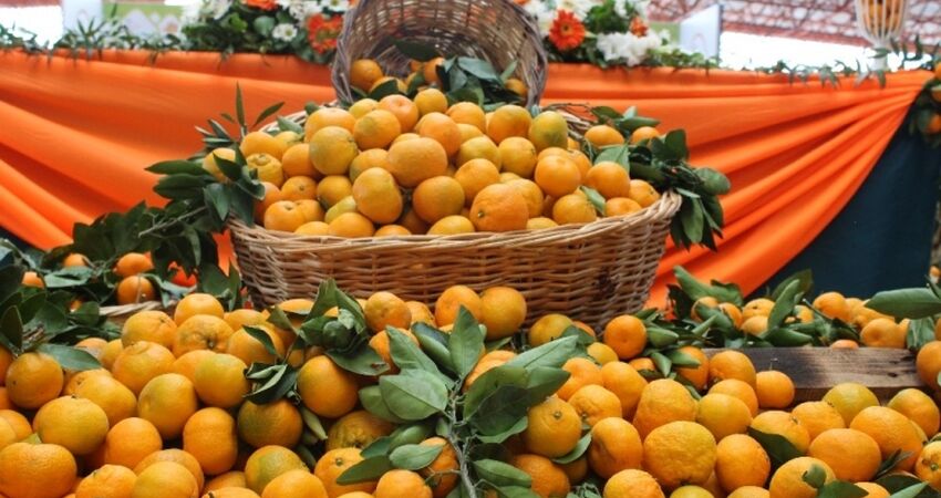 SEFERİHİSAR MANDALİNA FESTİVALİNE ÖZEL EGE TURU 05-07 ARALIK 2025