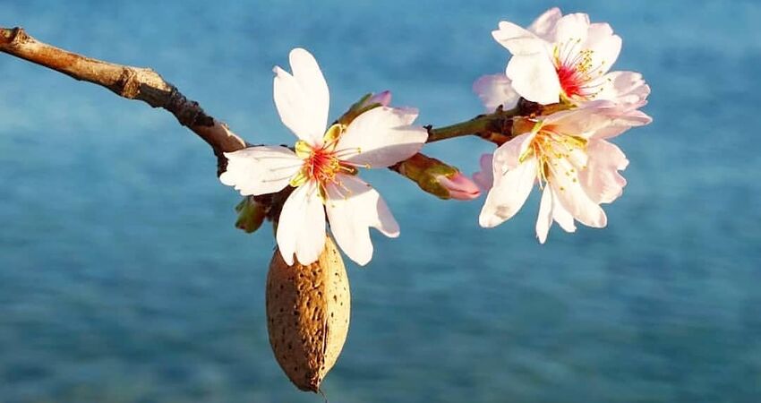 SEVGİLİLER GÜNÜNE ÖZEL DATÇA BADEM ÇİÇEĞİ FESTİVALİ TURU 13-15 ŞUBAT 2026