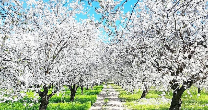 SEVGİLİLER GÜNÜNE ÖZEL DATÇA BADEM ÇİÇEĞİ FESTİVALİ TURU 13-15 ŞUBAT 2026
