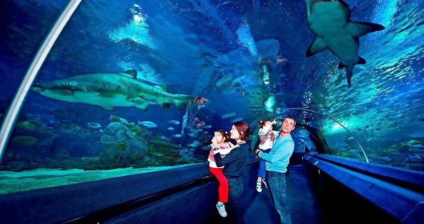 SÖMESTİRE ÖZEL İSTANBUL FLORYA AKVARYUM-RAHMİ KOÇ MÜZESİ VE DİJİTAL DENEYİM MÜZESİ TURU 30 OCAK2026