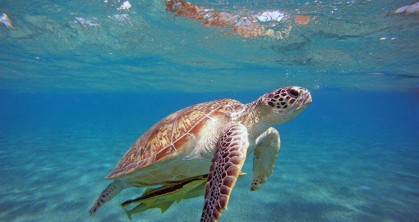 3 GECE KONAKLAMALI LİKYA MAVİ CENNET FETHİYE TURLARI 2026