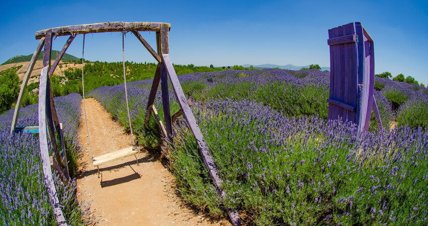 ISPARTA LAVANTA TARLALARI,SALDA GÖLÜ ve PAMUKKALE TURLARI 2026