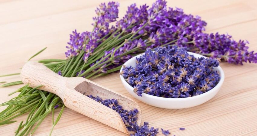 ISPARTA LAVANTA TARLALARI,SALDA GÖLÜ ve PAMUKKALE TURLARI 2026