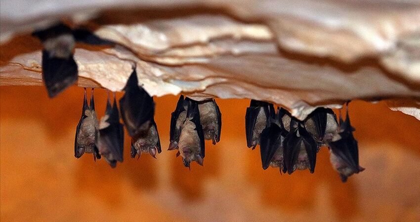 GÜNÜBİRLİK DUPNİSA İĞNEADA LONGOZ ORMANLARI TURLARI 2026