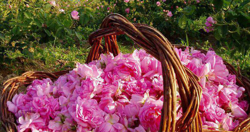 GÜNÜBİRLİK BULGARİSTAN KAZANLIK GÜL FESTİVALİ VE STARA ZAGORA(ESKİ ZAĞRA) TURLARI 2026