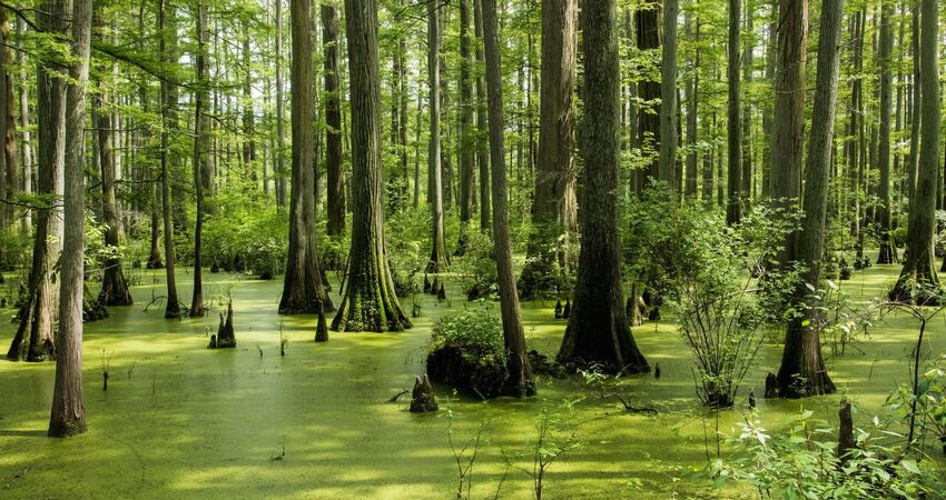 İĞNEADA DUPNİSA MAĞRASI TURU-14 HAZİRAN 2026